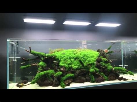 Find new and preloved aqua green items at up to 70% off retail prices. Green Aqua - The Ultimate Aquascaping Store - YouTube