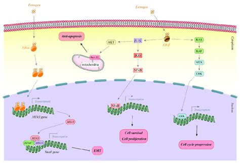 overview of the estrogen receptor pathway and its key functions download scientific diagram