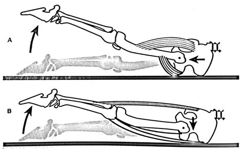 Fix Low Back Pain Improve Hip Extension Flexibilityrx™ Performance