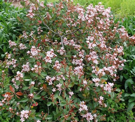 How To Grow Indian Hawthorn Plants Garden Design