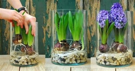 Hyacinths Plant Forcing Hyacinths Indoors Planting