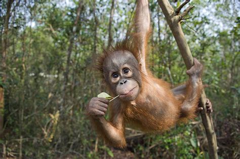Orangutan 2yr Old Infant Playing Photograph By Suzi Eszterhas Fine