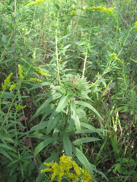 Displayed at right is the web color goldenrod. Tall Goldenrod