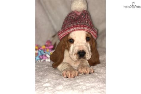 Are basset hounds easy to train? Little Lemon: Basset Hound puppy for sale near Duluth / Superior, Minnesota. | b404e310-bf51