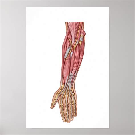 Póster Anatomía De Los Músculos Humanos 1 Del Antebrazo Zazzlees