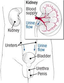 Urinary Tract Infection In Men Harvard Health