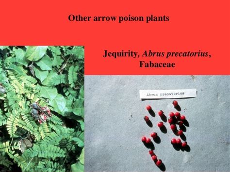 Arrow Poisons And Curares