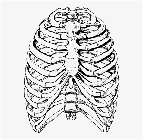 Over 200 angles available for each 3d object, rotate and download. Clip Art Freeuse Free Photo Ribs Front - Human Rib Cage ...