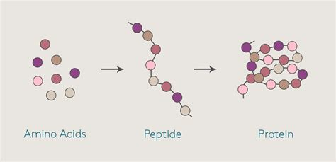 Generally, proteins consist of hundreds and thousands of amino. What Is the Difference Between a Peptide and a Protein ...