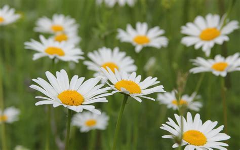 Selective Focus Photography Of White Daisy Flowers HD Wallpaper
