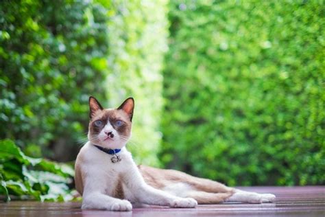 17 Best Cat Breeds For Seniors With Pictures Pet Keen