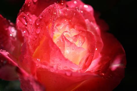 Hd Wallpaper Rose Rain Raindrops Flower Petal Dew Romance