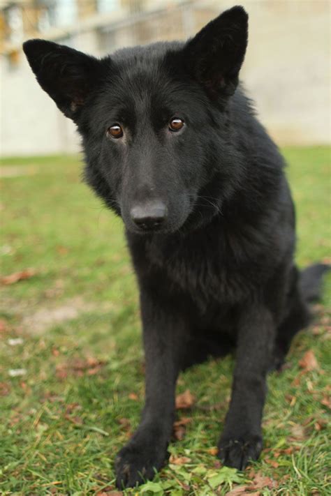 Black German Shepherd Chow Mix Puppies