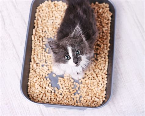 5 Best Non Clumping Litter Options For Kittens Whiskers Magoo