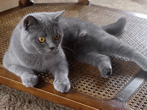 Kitty Gallery Sbs Cats British Shorthair Breeder