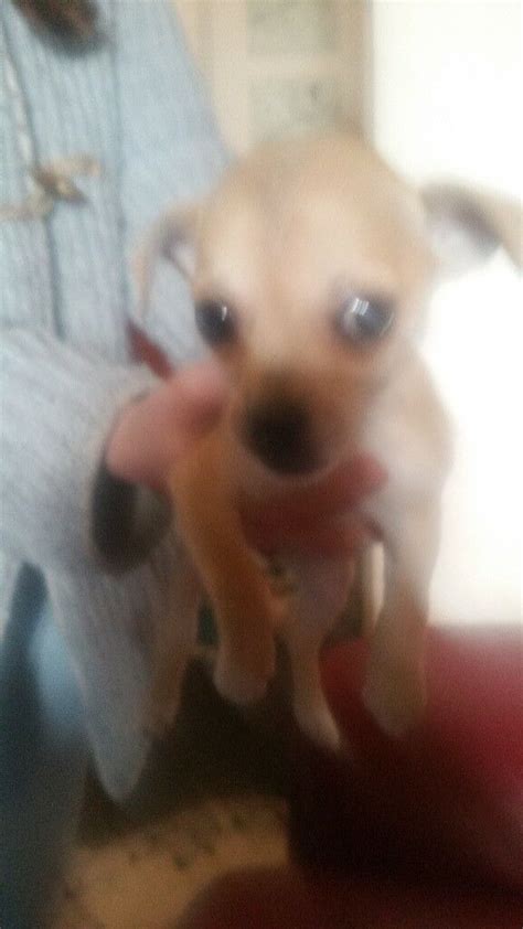 10 Week Old Female Chihuahua Puppy For Sale In Horfield Bristol