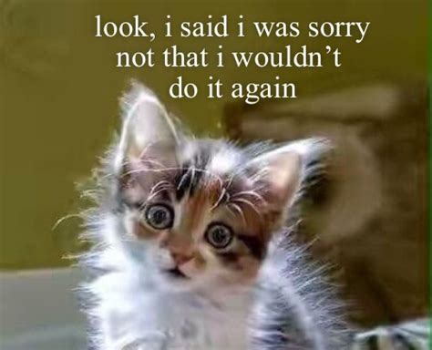 Restrained Apology Lolcats Lol Cat Memes Funny Cats Funny Cat