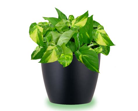 In this article, you'll learn everything you need to make sure to empty the cache pot or drip tray so that the container is never sitting in water. House Plants Care and Guides: Pothos plant care instructions