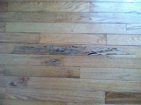 Termite Damage On Wood Floors Carpet Vidalondon