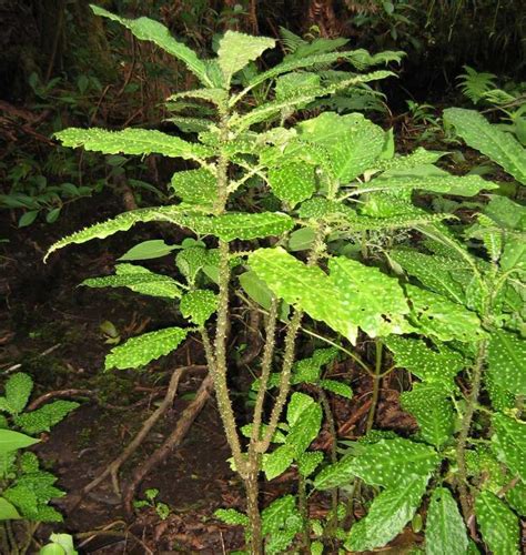 Puna Cyanea Care And Growing Guide Earthandjungle Puna Plants Hawaiian