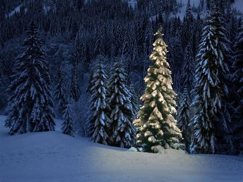 Okanogan Wenatchee National Forests Christmas Tree Permit In Washington