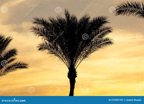 Silhouettes Of Palm Trees At Sunset Stock Image Image Of Nature