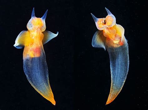 Alexander Semenov › Pteropoda Deep Sea Creatures Ocean Creatures
