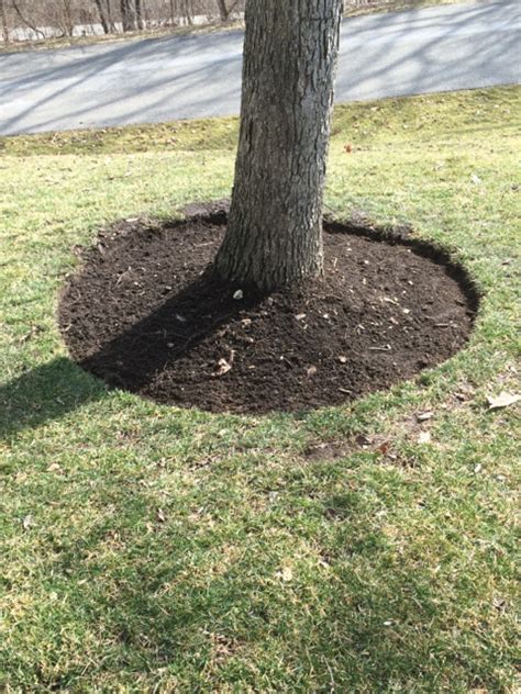 Why Should I Mulch Around Trees