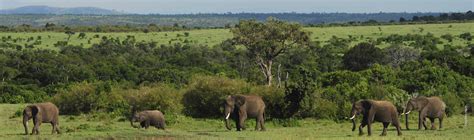 Land And Habitat Protection African Wildlife Foundation