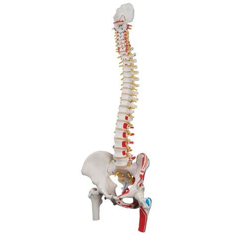 Anatomical Model Classic Flexible Spine Model With Femur Heads And Painted Muscles