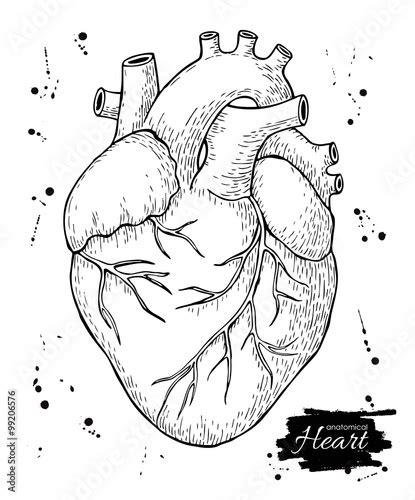 Anatomical Human Heart Engraved Detailed Illustration Stock Image