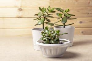 Jade Plant Root Rot Gardential