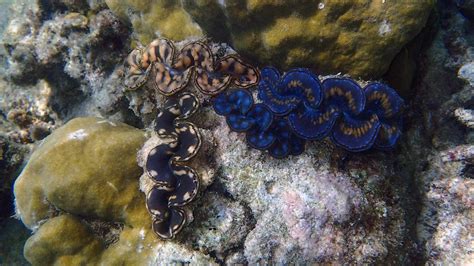 The Underwater World Of Giant Clams The Pew Charitable Trusts