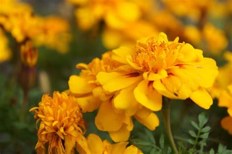 Mexican Marigold Flowers Plant Free Photo On Pixabay Pixabay