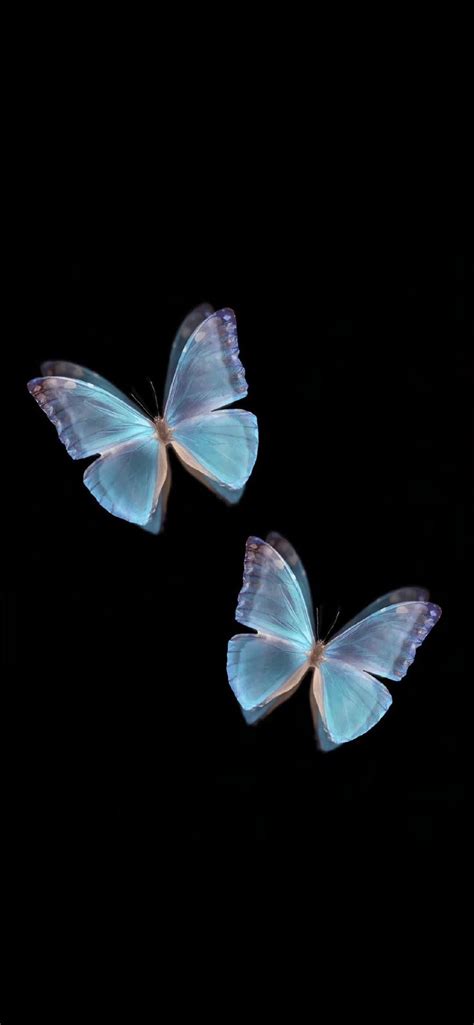 Pin De Khiết Vân En Butterfly 蝴蝶 Fondos De Pantalla De Iphone