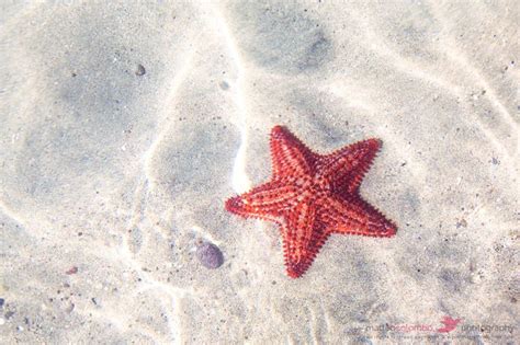 Matteo Colombo Travel Photography Red Starfish On Tropical Beach In