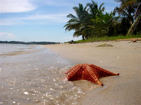 Sea Stars Disappear From Beach In Panama Huffpost Life
