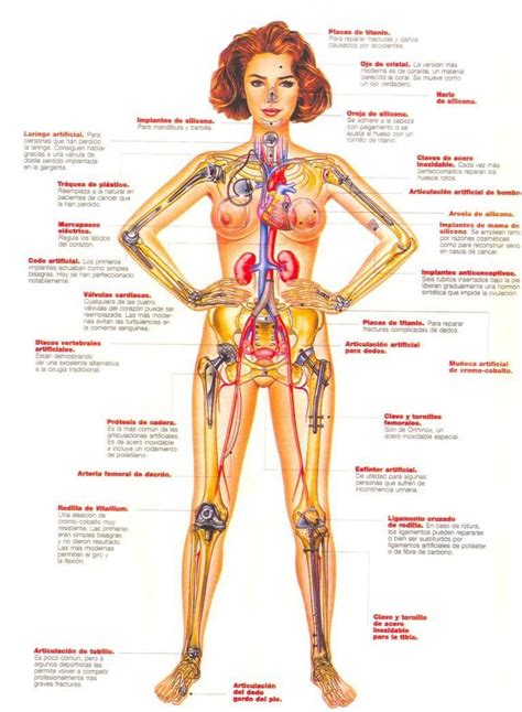 cuerpo cuerpo humano cuerpo