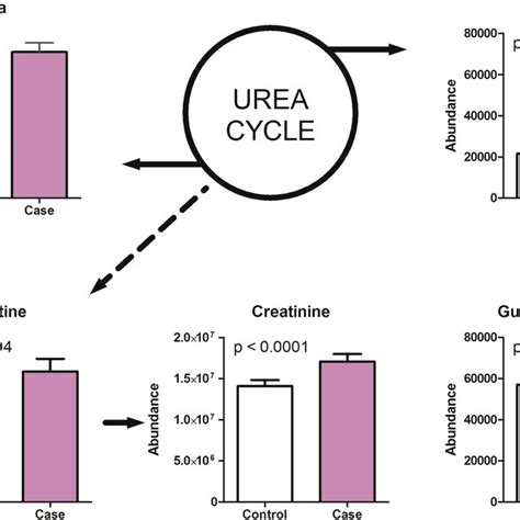 Metabolites Associated With Urea Cycle And Creatine Metabolism Were