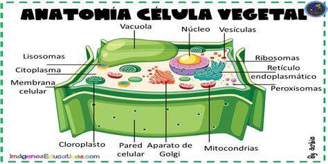 Celula Vegetal Y Funciones Dinami