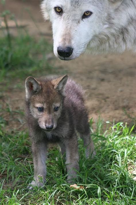 178 Timeline Photos Wolf Pictures Animal Pictures Baby Pictures