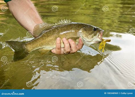 Close Up On A Freshly Caught Smallmouth Bass Stock Image Image Of