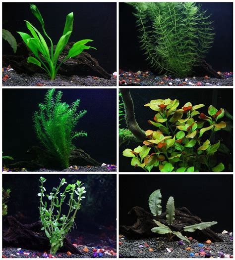 We did not find results for: 25+ stems / 6 species Live Aquarium Plants Package ...