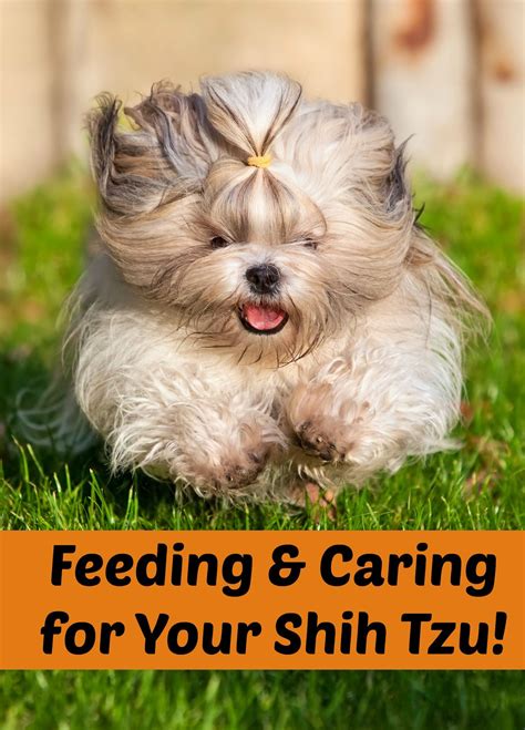 This is quite a huge variance in weight and you can expect that there will also be a big variance in the eventual sizes of the puppies. Shih Tzu Feeding Requirements - Diet and Nutritional Needs ...