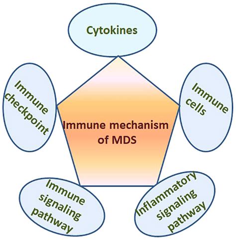 Frontiers The Yin Yang Of Immunity Immune Dysregulation In