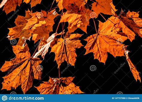Yellow Leaves On Black Background Falling Leaf Stock