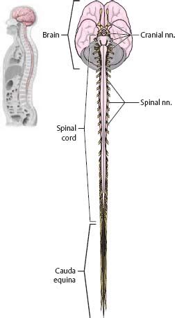 The central nervous system (cns) represents the largest part of the nervous system, including the brain and the spinal cord. Nervous System Brain And Spinal Cord Diagram - Aflam-Neeeak