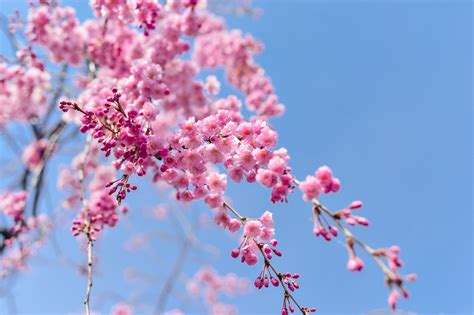 Free Images Landscape Branch Flower Petal Food Spring Produce Natural Pink Japan