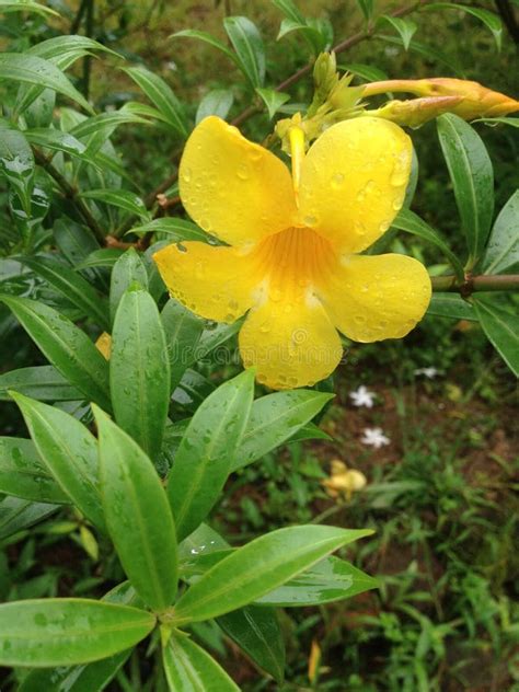 Beautiful Yellow Flowers From Sri Lanka Stock Image Image Of Pink