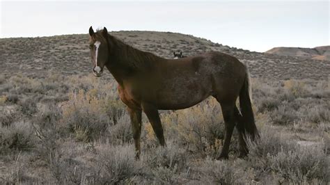 The Mustangs Americas Wild Horses Review Can They Survive Variety